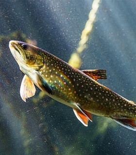 E-Billet 1 Jour Adulte + de 12 ans AQUARIUM Touraine + MINI CHATEAUX