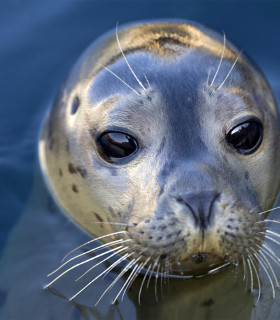 E-Billet 1 Jour Adulte à partir de 16 ans SEAQUARIUM LE GRAU DU ROI