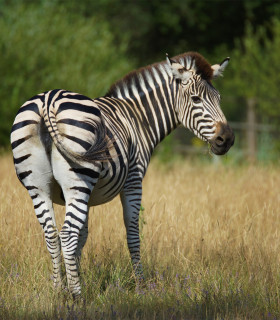 E-Billet 1 Jour Enfant de 3 à 12 ans inclus PARC ZOO DU REYNOU