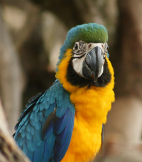 E-Billet 1 Jour Adulte à partir de 13 ans PARC ZOO DU REYNOU