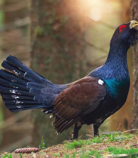 E-Billet 1 Jour Adulte 12 ans et plus PARC ANIMALIER DE SAINTE-CROIX