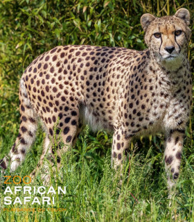 E-Billet 1 Jour Adulte à partir de 11 ans ZOO AFRICAN SAFARI