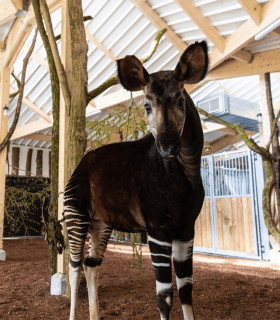 E-Billet 1 Jour Enfant 3 à 11 ans Parc Animaler Botanique de Branféré