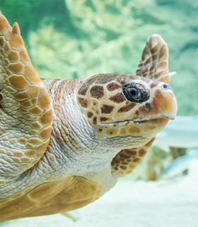 E-Billet Adulte à partir de 13 ans 1 Jour AQUARIUM DE BIARRITZ