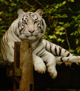 E-Billet 1 Visite Adulte à partir de 13 ans ZOOPARC DE TREGOMEUR