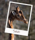 E-Billet Offre Flash 1 Jour jusqu'au 16/10/2025 ZOO DE THOIRY