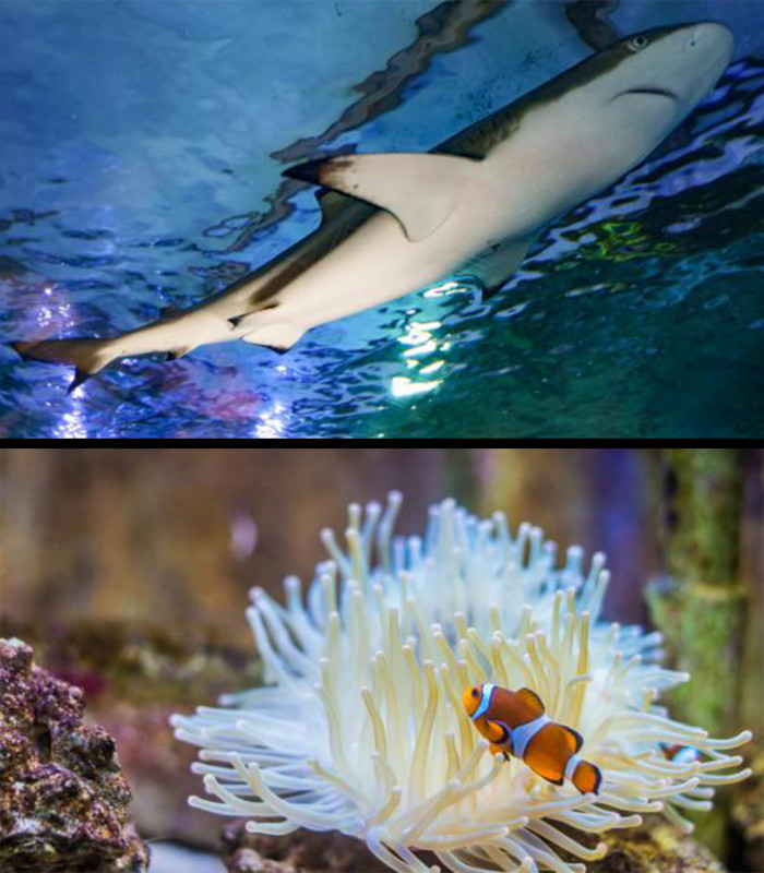 E-Billet 1 Jour Enfant 3 à 12 ans AQUARIUM de Touraine - Val de Loire