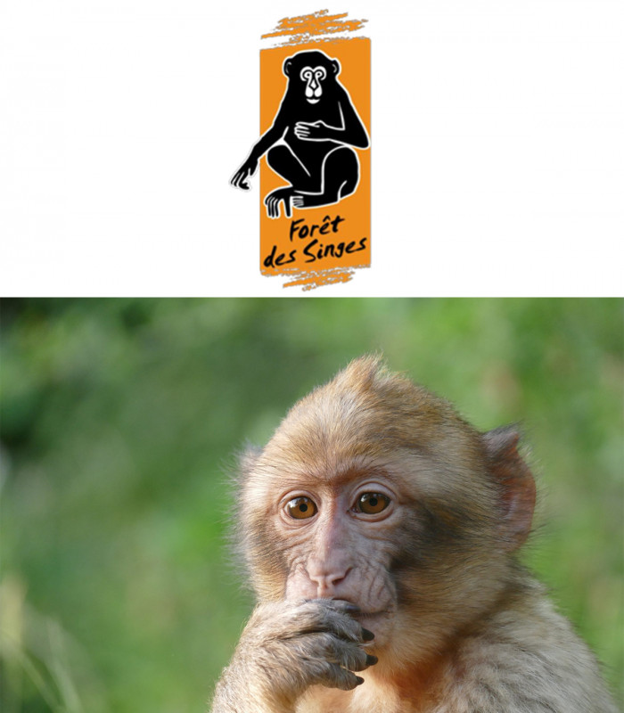 E-Billet 1 Jour Enfant de 5 à 14 ans inclus LA FORÊT DES SINGES