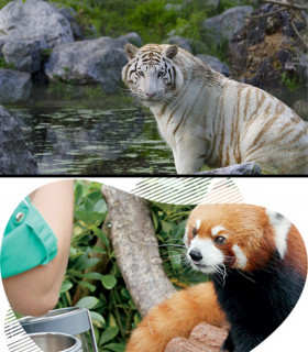 E-Billet 1 Jour Adulte à partir de 12 ans ZOO DE BORDEAUX PESSAC