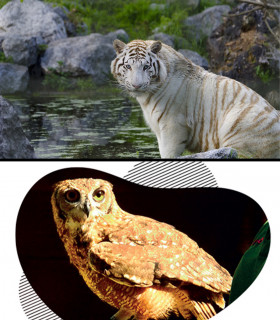 E-Billet 1 Jour Enfant de 3 à 11 ans ZOO DE BORDEAUX PESSAC