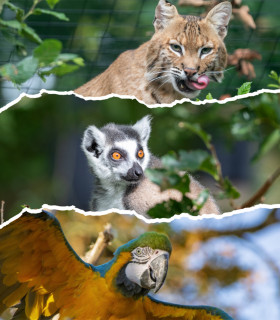 E-Billet 1 Jour Adulte à partir de 17 ans au Spaycific'Zoo