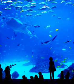 E-Billet 1 Jour Adulte à partir de 11 ans AQUARIUM de Lyon