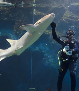 E-Billet 1 Jour Enfant de 5 à 10 ans AQUARIUM de Lyon