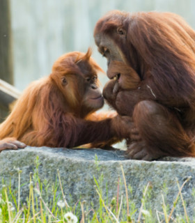 E-Billet 1 Jour Adulte à partir de 12 ans ZOO D'AMNEVILLE