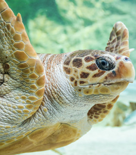 E-Billet 1 Jour Enfant 6 à 12 ans CITE DE L'OCEAN + AQUARIUM BIARRITZ