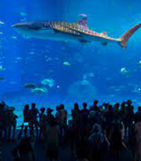 E-Billet 1 Jour Enfant de 4 à 12 ans AQUARIUM DE BIARRITZ