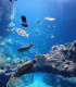 E-Billet 1 Jour Adulte + de 12 ans CITE DE L'OCEAN + AQUARIUM BIARRITZ