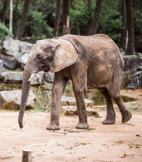 E-Billet Adulte à partir de 12ans 2 Jours Consécutifs ZOO DE LA FLECHE