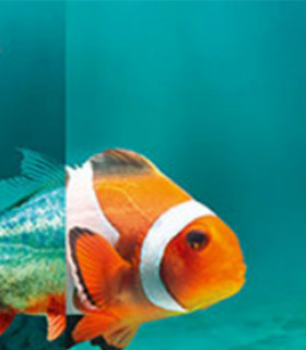 E-Billet 1 Jour Enfant 4 à 12 ans AQUARIUM de Touraine - Val de Loire