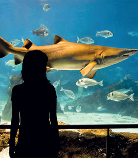 E-Billet à imprimer 1 Jour Enfant de 5 à 10 ans AQUARIUM DE BARCELONE