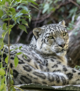 E-Billet 1 Jour Adulte à partir de 10 ans PARC ANIMALIER D'AUVERGNE