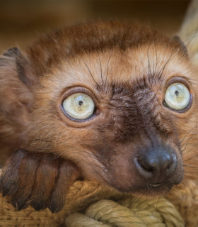 E-Billet 1 Jour Enfant PARC ZOOLOGIQUE ET BOTANIQUE DE MULHOUSE