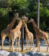 E-Billet 1 Jour Enfant de 3 à 12 ans ZOO DE LA PALMYRE